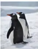 Fotografía de dos pingüinos sobre el hielo.