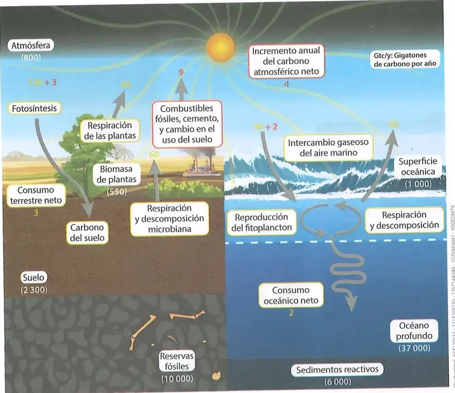 Figura 1 de Ciencias Naturales 8° · Egb 8 Ciencias Naturales 2025 · 2025