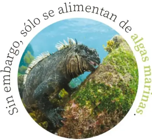 Ícono de la sección '¿Cómo son?' con dos ojos grandes y la frase 'Animales raros, pero bellos'.