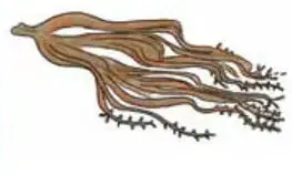 Recuadro con el título "Cochayuyo" y la ilustración de un alga marina de color pardo, con cintas largas y ramificadas, junto a líneas para escribir su definición.