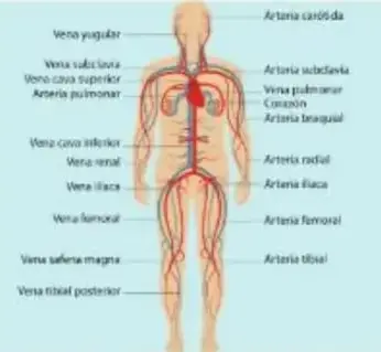 Figura 5 de Ciencias Naturales 5° · Egb 5 Ciencias Naturales 2024 · 2024