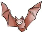 Ilustración de un murciélago volando.