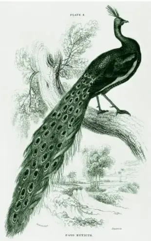 Ilustración 'Pavorreal macho' de William Jardine: pavorreal de cola larga con círculos, posado sobre una rama, con fondo de vegetación en blanco y negro.