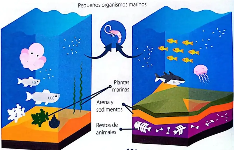 Figura 3 de Ciencias Naturales 4° · Egb 4 Ciencias Naturales 2025 · 2025