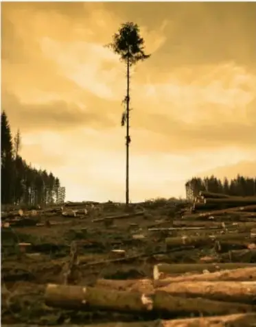 Fotografía de un paisaje con un árbol solitario en un campo deforestado, con troncos apilados, bajo un cielo amarillento.