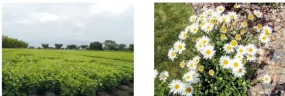 Fotografía de un cultivo rural extenso con hileras de plantas verdes bajo cielo con nubes.