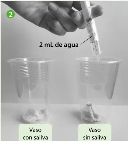 Una mano sostiene un gotero y agrega lugol a los dos vasos con pan rotulados «Vaso con saliva» y «Vaso sin saliva».