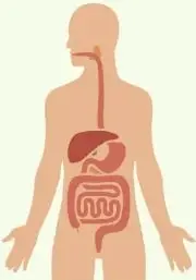 Silueta del cuerpo humano que muestra de manera esquemática el tubo digestivo.