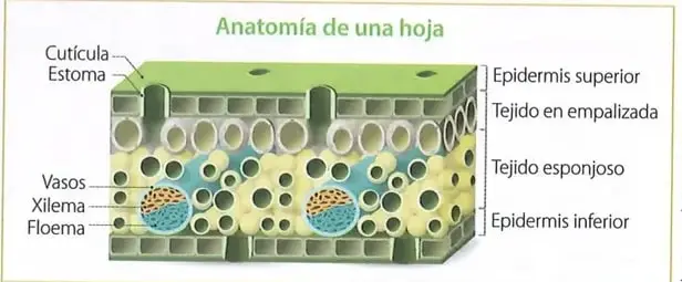 Figura 3 de Ciencias Naturales 10° · 2025