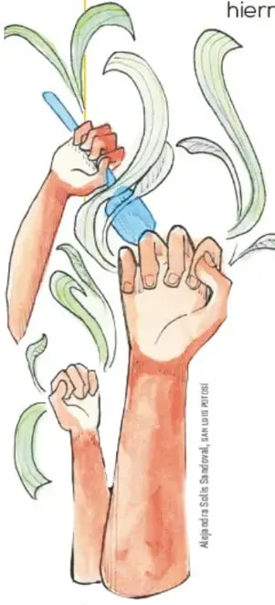 Ilustración de brazos y manos sosteniendo plantas y agua, con la firma de Sheila Uranga.