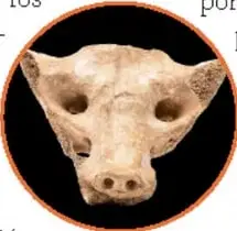 Fotografía del sacro de un camélido modificado como rostro de animal, hallado en Tequixquiac.