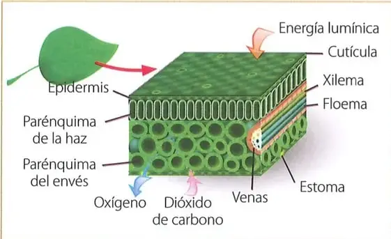 Esquema tridimensional de un corte de hoja que muestra la epidermis, el parénquima de la haz y del envés, la cutícula, las venas, el xilema, el floema, el estoma y el intercambio de oxígeno y dióxido de carbono.