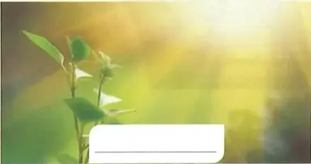 Planta iluminada por los rayos del sol; representa la energía solar.