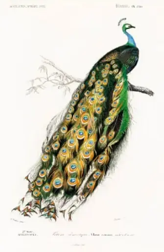 Pavo real con plumas desplegadas en abanico con dibujos de ojos.