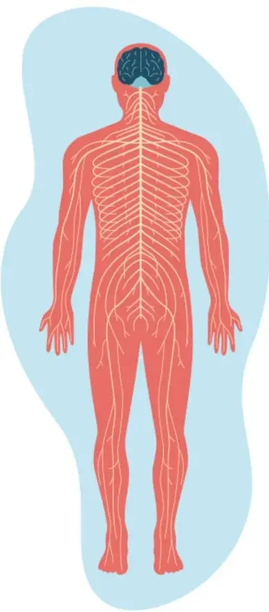 Ilustración del cuerpo humano con el sistema nervioso resaltado en rojo, cerebro visible, sobre fondo azul claro. Crédito: Juan Pablo Dorantes Pineda, Ciudad de México.