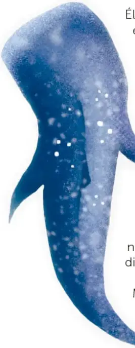 Ilustración de un tiburón ballena azul con moteado claro, nadando en espiral con la boca abierta