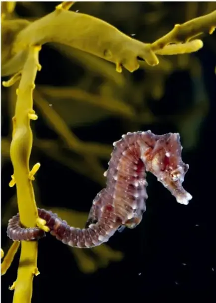 Dos fotografías dentro de un recuadro punteado: a la izquierda la cabeza de una cebra y a la derecha la cabeza de un caballo, para compararlas con la cabeza del caballito de mar.