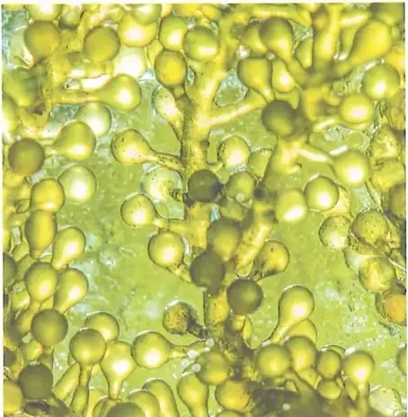 Figura 2 de Ciencias Naturales 9° · 2025