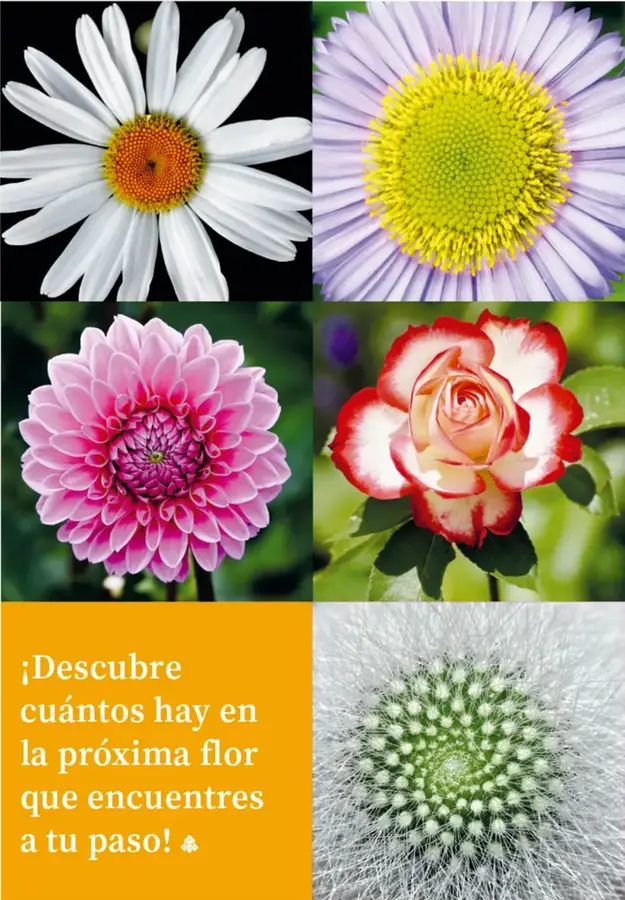 Figura 1 de Múltiples lenguajes. Libro de Educación Primaria Grado 4° Ciclo Escolar 2025 - 2026
