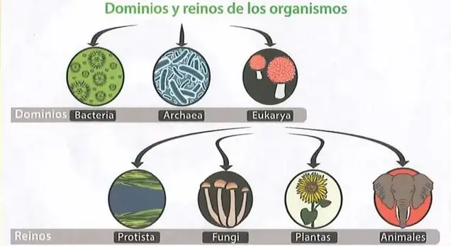 Figura 3 de Ciencias Naturales 8° · Egb 8 Ciencias Naturales 2025 · 2025