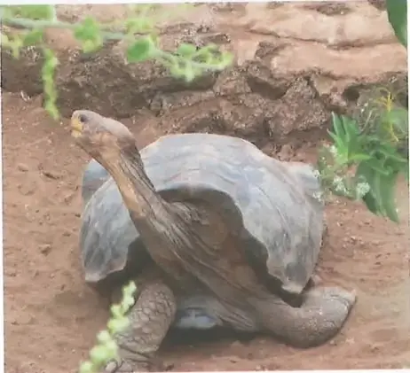 Fotografía del Solitario George, una tortuga gigante de Galápagos, antes de su muerte en 2012 y de la extinción de su especie.