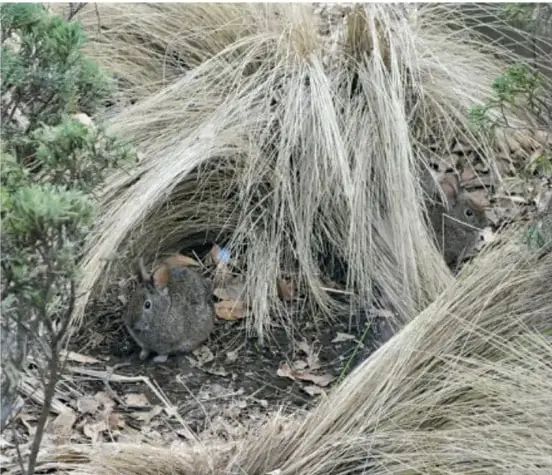 Fotografía de un teporingo agachado bajo un manchón de zacate pálido en un terreno con hojarasca; su pelaje se confunde con el pasto.