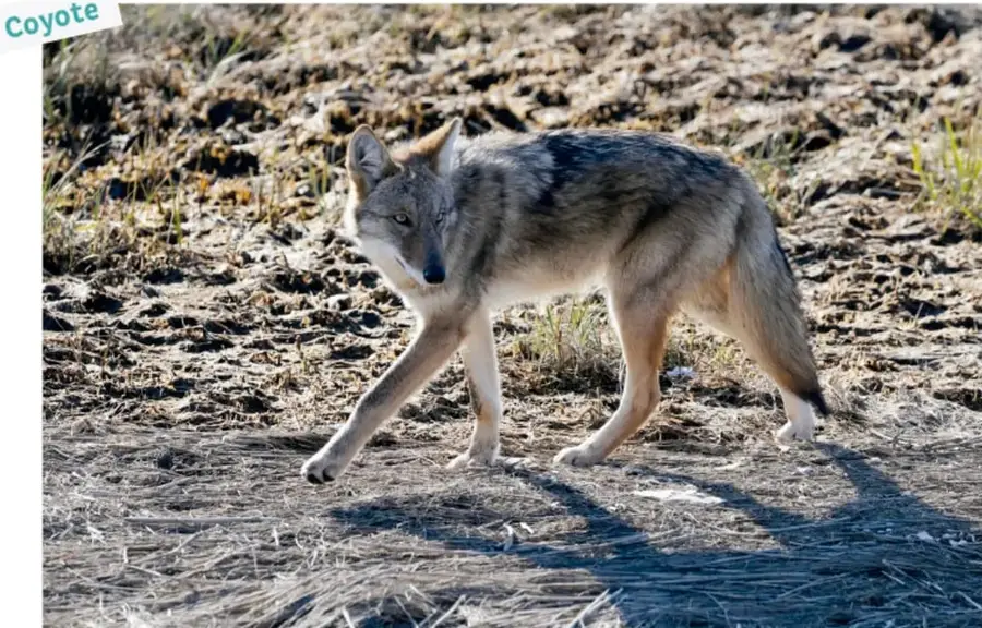 Fotografía de un coyote caminando de perfil sobre terreno seco con hierba, con la etiqueta «Coyote»; se aprecia su pelaje gris, canela y blanco.