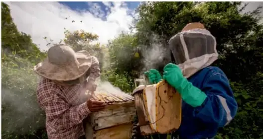 Apicultores con traje protector y ahumador trabajando en colmenas en un terreno arbolado.