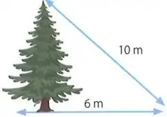 Árbol con una sombra de $6\ \text{m}$ y un segmento inclinado de $10\ \text{m}$ desde la copa hasta el extremo de la sombra.