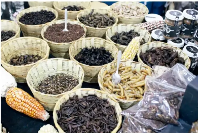 Cestas de palma con diversos insectos comestibles y productos en un mercado, junto a elotes de colores.