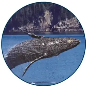 Fotografía en círculo de una ballena saltando en la superficie, junto a montañas.