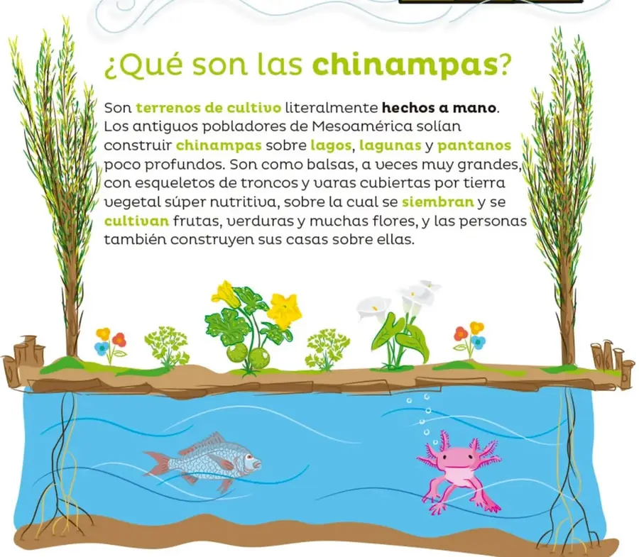 Ilustración de un corte transversal de una chinampa: sobre ella crecen árboles ahuejotes, flores, calabazas y alcatraces; debajo del agua nadan un pez y un ajolote rosa.
