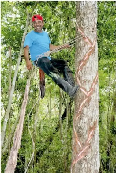 Chiclero con gorra roja y camiseta azul, trepado con cuerdas a un árbol del chicle cuyo tronco muestra cortes diagonales.