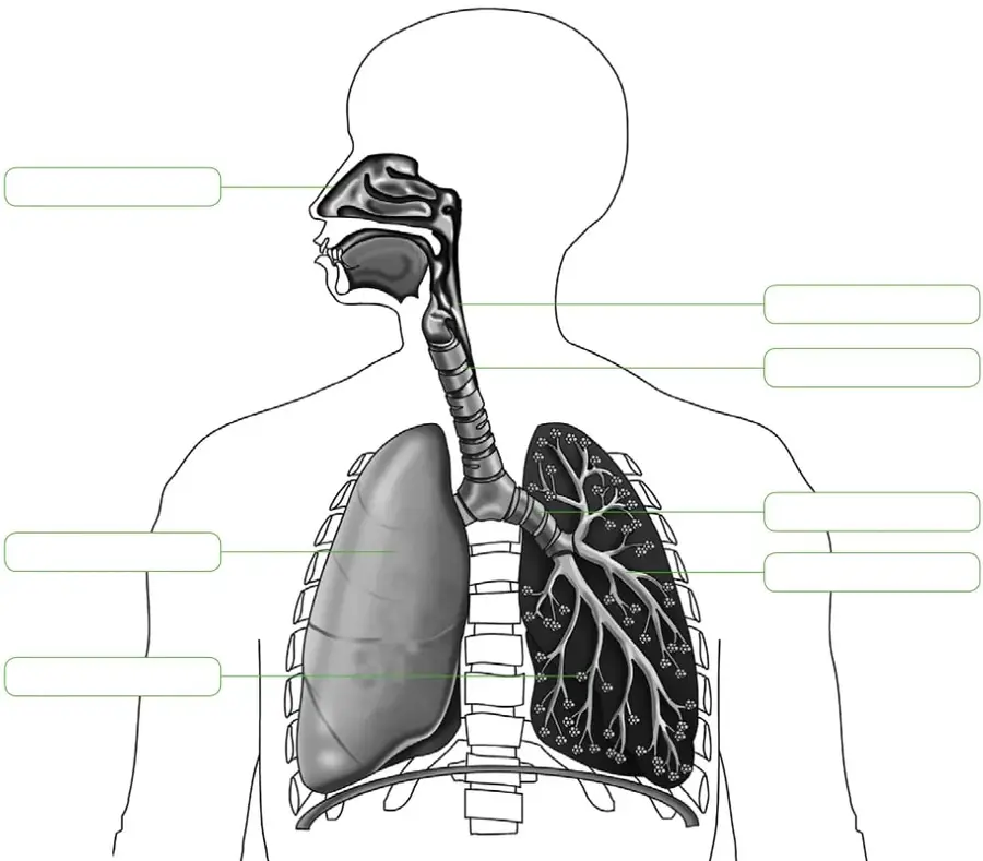 Esquema del cuerpo humano con los pulmones; líneas señalan fosas nasales, faringe, tráquea, bronquios, alvéolos, pulmón y diafragma, con recuadros vacíos para rotular.