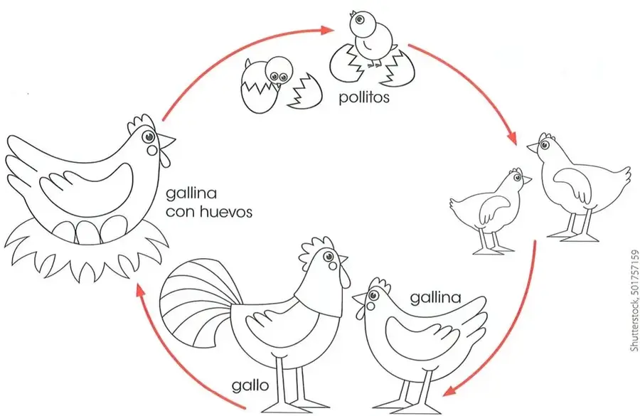 Diagrama circular del ciclo vital de las aves con imágenes de huevos, pollitos, aves jóvenes, gallo y gallina adulta.