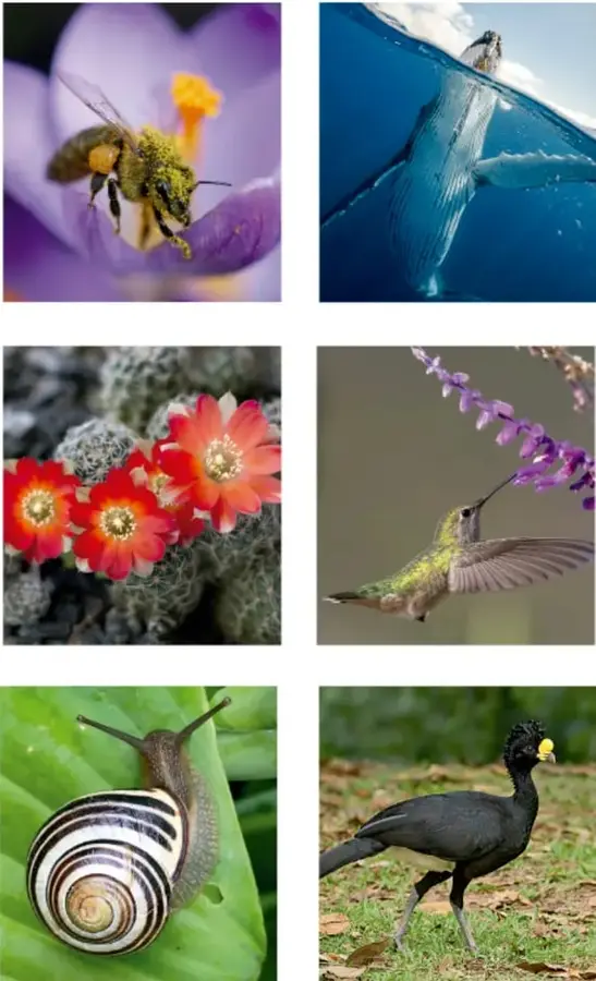 Abeja cubierta de polen sobre una flor morada (polinización).