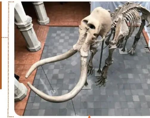 Esqueleto armado del mamut de Ecatepec, exhibido en un museo.