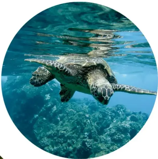 Fotografía submarina de una tortuga marina nadando cerca de la superficie sobre arrecife de coral, en aguas azul turquesa.