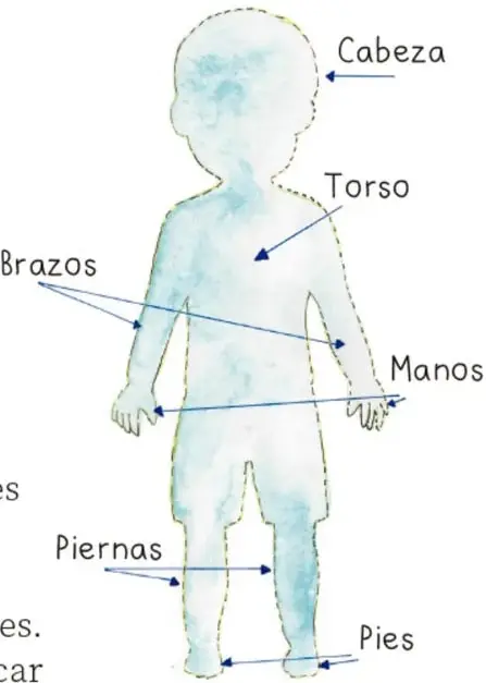 Silueta infantil dibujada en acuarela azul con flechas que rotulan las partes del cuerpo: Cabeza, Torso, Brazos, Manos, Piernas y Pies. Crédito: Lala Pelayo, JALISCO.