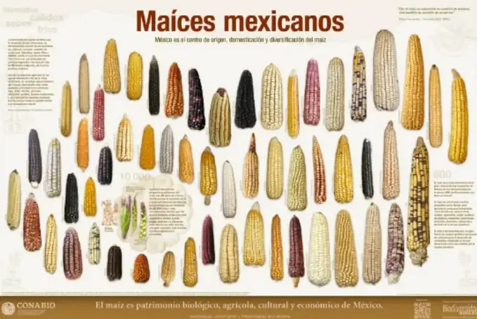 Lámina 'Maíces mexicanos' de la CONABIO con decenas de mazorcas de distintos colores, formas y tamaños, acompañada de textos sobre el centro de origen, domesticación y diversificación del maíz.