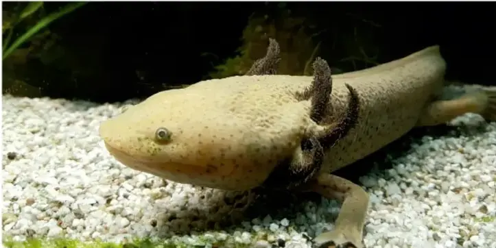 Ajolote de color claro con branquias externas sobre grava en el fondo de un acuario.