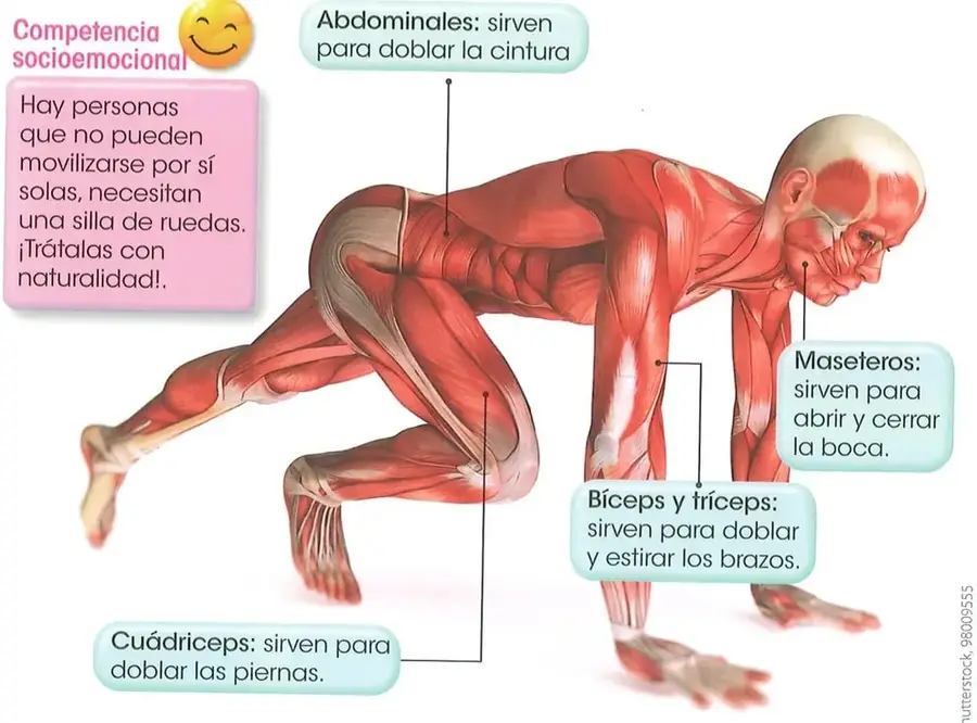 Recuadro de laboratorio casero con un pedazo de carne de res, una lupa y una aguja de disección.