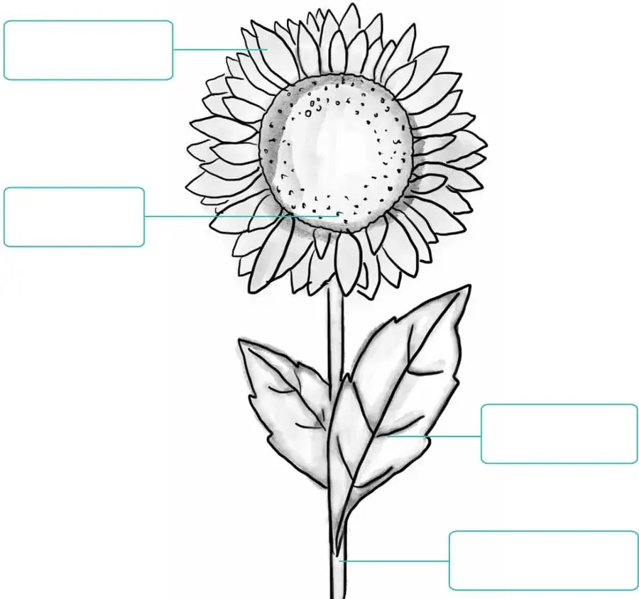 Dibujo de un girasol con pétalos amarillos, centro oscuro con semillas, hojas verdes y tallo, con cuatro recuadros para rotular sus partes.