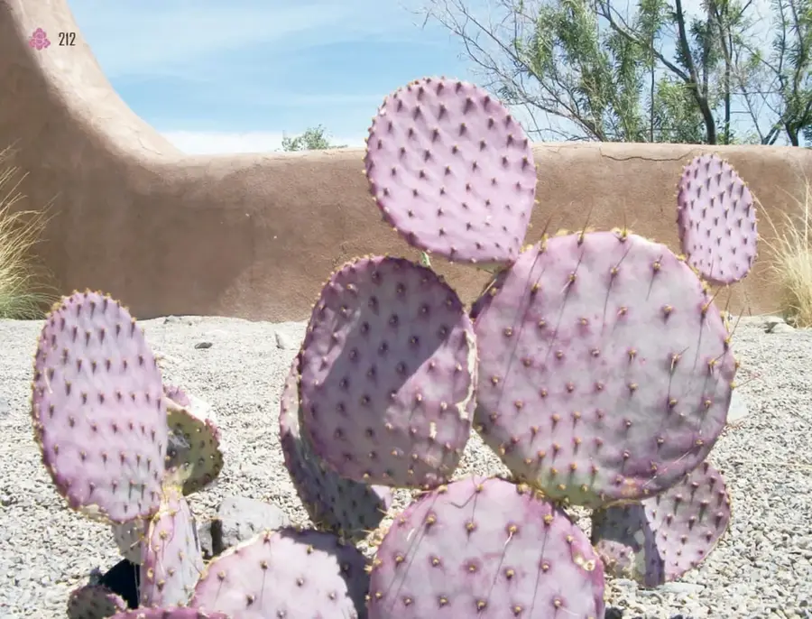 Fotografía de un gran nopal morado (de pencas redondas de color lila o morado con espinas amarillas) frente a un muro de adobe, en terreno de grava, con arbustos secos y un árbol al fondo.