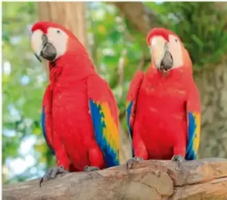 Dos guacamayas rojas posadas sobre una rama, imagen relacionada con especies en peligro de extinción.