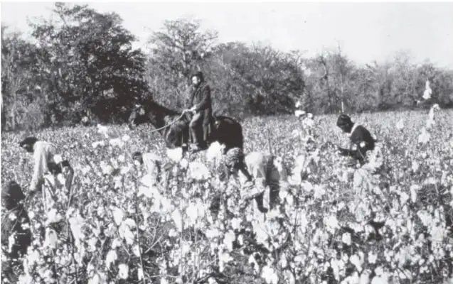 Fotografía de personas afrodescendientes trabajando en un campo de algodón, con un capataz a caballo.