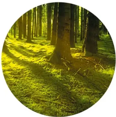 Bosque iluminado por el Sol donde los rayos de luz atraviesan los árboles y proyectan sombras paralelas en el suelo.