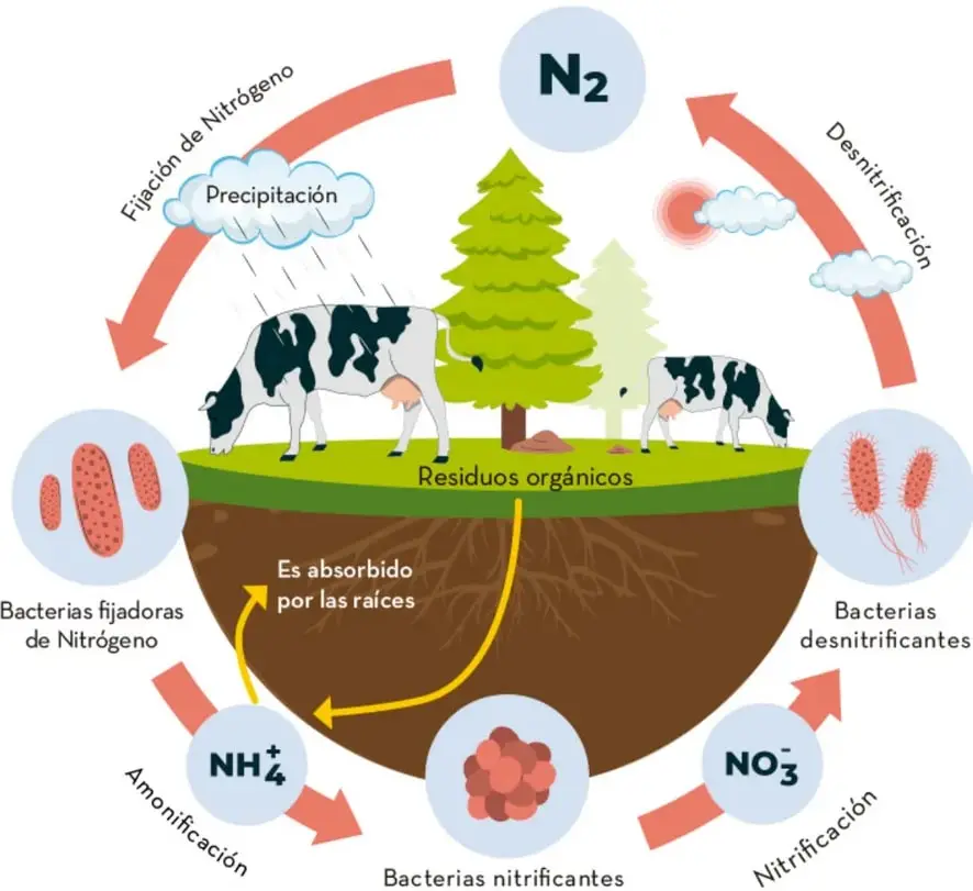 Infografía circular del ciclo del nitrógeno con nubes, precipitación, árbol, vacas, suelo con raíces y recuadros de bacterias fijadoras, nitrificantes y desnitrificantes; flechas rojas y amarillas indican los procesos.