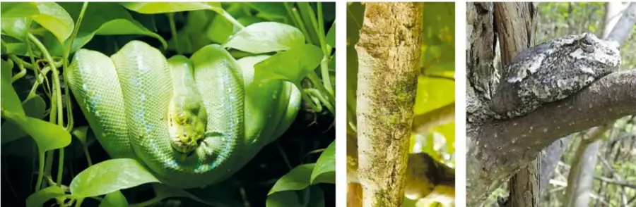 Serpiente verde enrollada entre hojas de vegetación, camuflada por su coloración.
