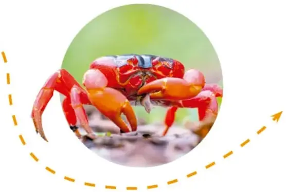 Un cangrejo de color rojo brillante sobre un fondo verde difuminado, ejemplo de otro animal migratorio.